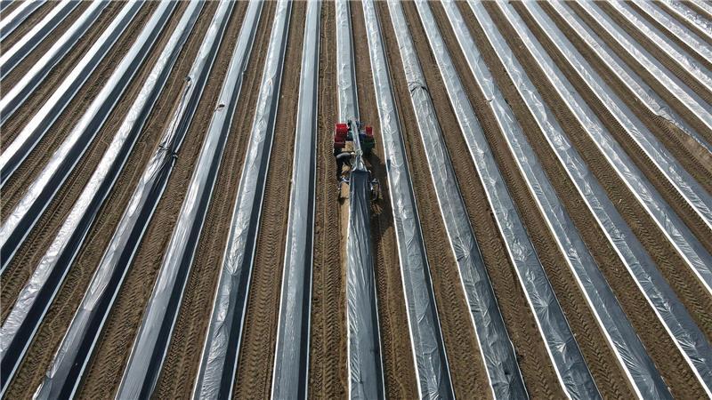 Kurz vor Ostern geht es los: Spargelernte