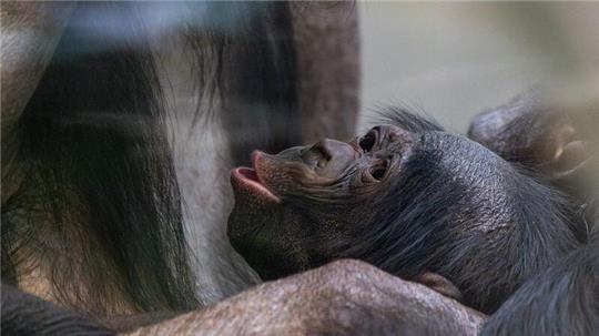 Kurz vor Weihnachten kam das Bonobo-Baby, das noch keinen Namen trägt, zur Welt.