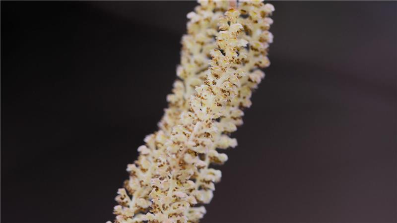 Kurz vorm Abflug - Pollensaison geht los