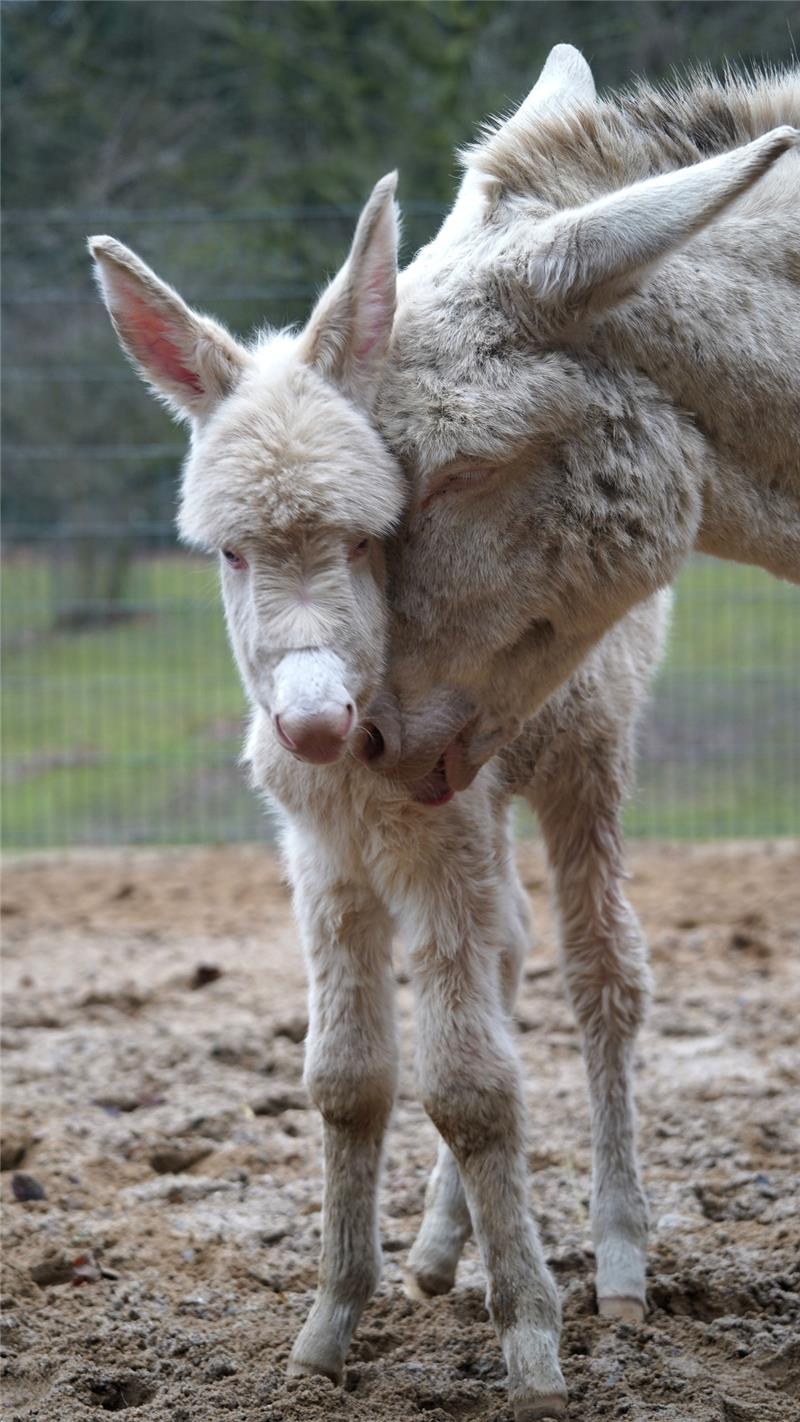 Kuscheleinheiten von Mama Annabel. Foto: Wildpark Schwarze Berge