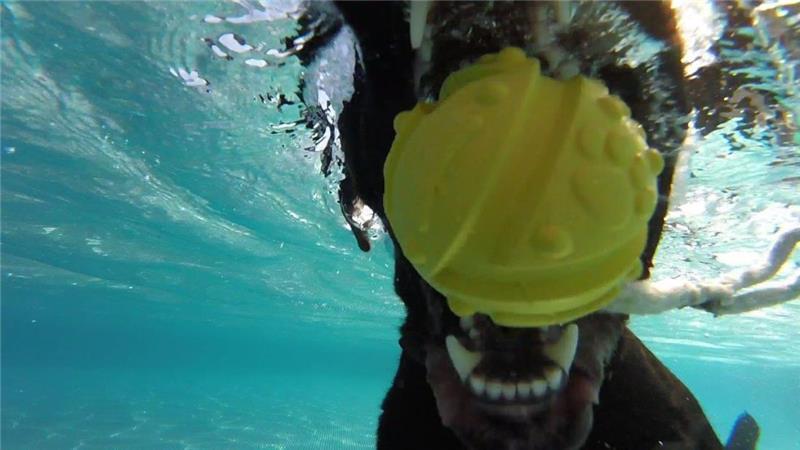 Labrador "Clara" fängt den gelben Ball im Wasser. Sie liebt das Planschen im Schwimmbecken, springt immer wieder hinein. Foto: Schunk