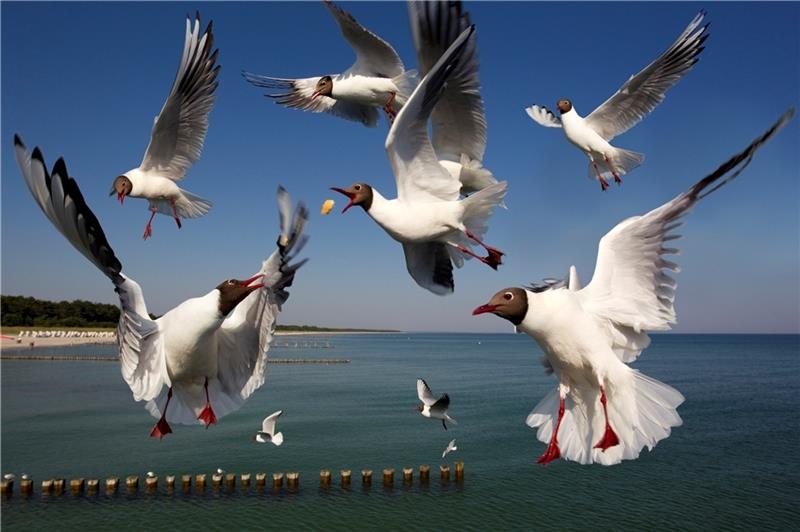 Autor und Fotografen teilen die Begeisterung für die Natur Lachmöwen im Wettstreit, festgehalten von Hans-Joachim Schaffhäuser.