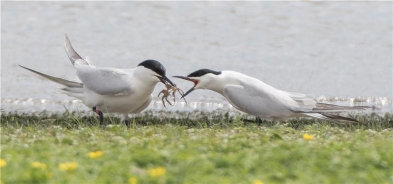 Mit den „Kiekern“ zu den Zugvögeln und in die Moore fahren Lachseeschwalben bei der Balzfütterung in den Freiburger Schallen. Foto: Heinze