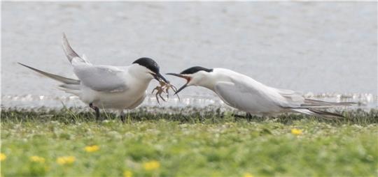 Lachseeschwalben bei der Balzfütterung in den Freiburger Schallen. Foto: Heinze