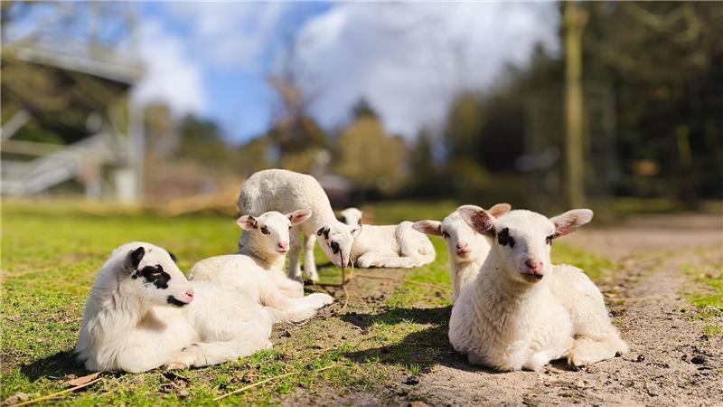Ausflugstipps: Was Familien im Kreis Stade zu Ostern unternehmen können Lämmer im Wildpark Schwarze Berge.