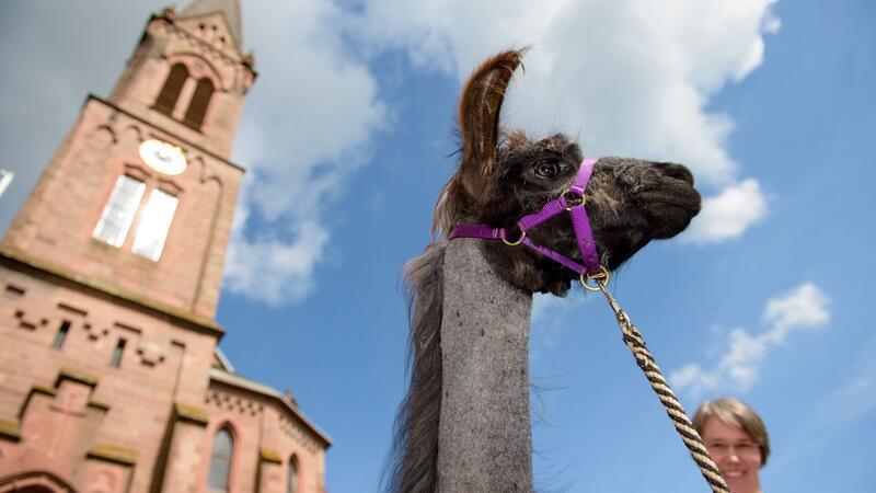 Pfarrerin setzt in der Seelsorge auf Lamas und Alpakas Lamas und Alpkas sind sehr sensible Tiere (Archivbild)
