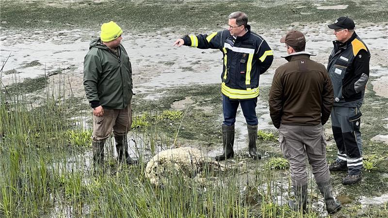 Nach Wolfsattacke auf Bauernhof: So viele Risse gibt es im Landkreis Landrat Kai Seefried informiert sich auf Hahnöfersand über einen Wolfsangriff auf Deichschafe.
