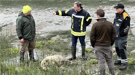 Landrat Kai Seefried informiert sich auf Hahnöfersand über den jüngsten Wolfsangriff auf Deichschafe.