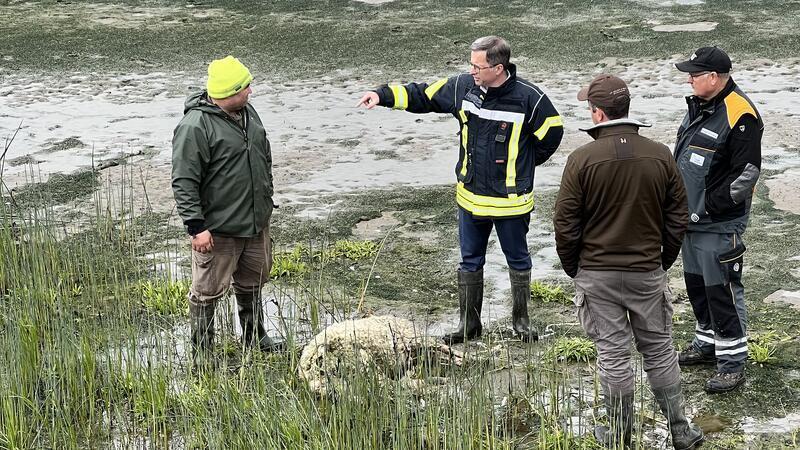 Landrat Kai Seefried informiert sich auf Hahnöfersand über den neuen Wolfsangriff auf Deichschafe.