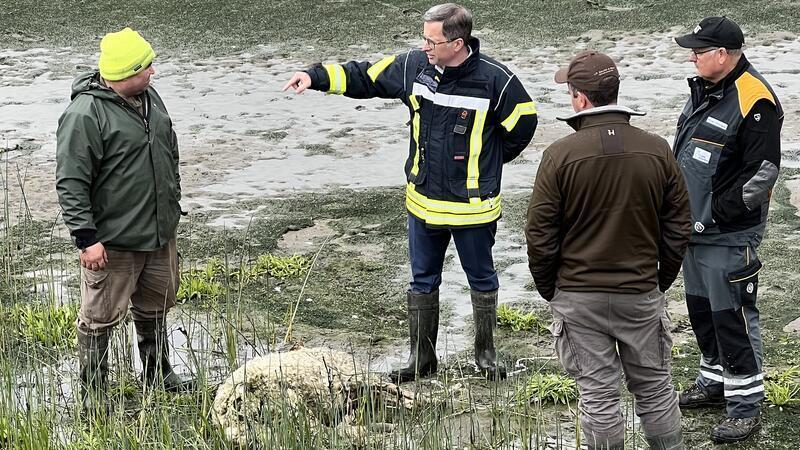 Problemwolf im Alten Land: Landrat Kai Seefried erteilt Abschussgenehmigung Landrat Kai Seefried informiert sich auf Hahnöfersand über einen der beiden Wolfsangriffe auf Deichschafe.