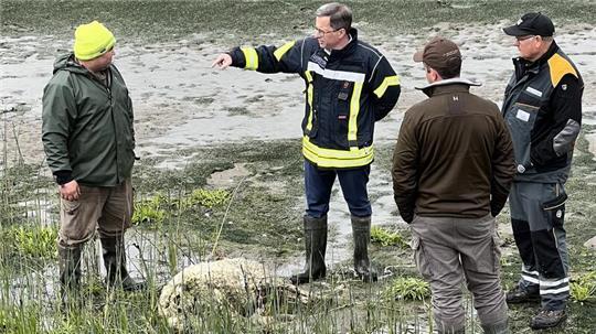 Landrat Kai Seefried informiert sich auf Hahnöfersand über einen der beiden Wolfsangriffe auf Deichschafe.