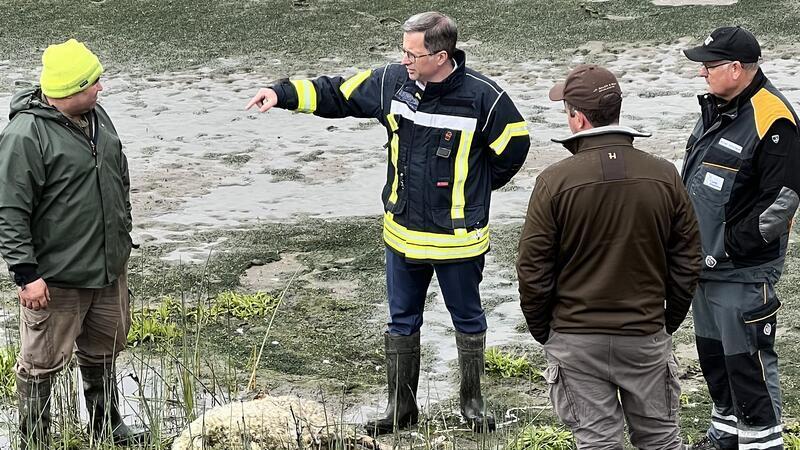 Wolf im Alten Land: Verwaltungsgericht stoppt für eine Woche Abschussgenehmigung Landrat Kai Seefried informiert sich auf Hahnöfersand über einen Wolfsangriff auf Deichschafe.