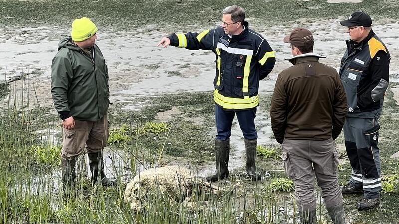 Eilverfahren: Stader Gericht stoppt Abschuss des Jorker Wolfs Landrat Kai Seefried informiert sich auf Hahnöfersand über den neuen Wolfsangriff auf Deichschafe.
