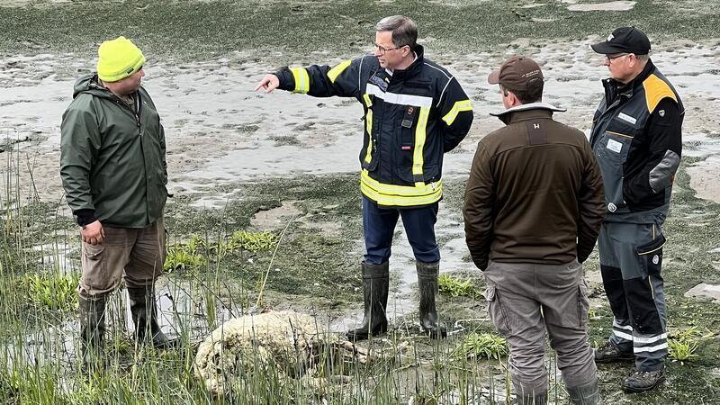 Endgültig: Gericht verbietet Tötung des Wolfs im Alten Land Landrat Kai Seefried informiert sich auf Hahnöfersand über den Wolfsangriff auf Deichschafe im April.
