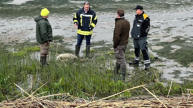 Neue Risse im Alten Land: Wolf tötet wieder Schafe auf Hahnöfersand Landrat Kai Seefried verschafft sich vor Ort ein Bild.