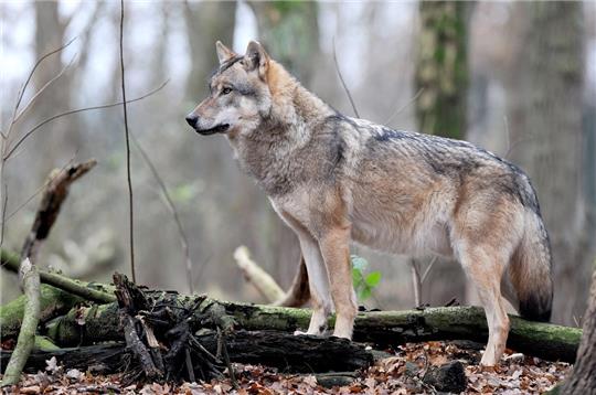 Landwirt Hans-Jürgen Behnken hat ein Tier nach einem Wolfsriss verloren. Er sagt: „So kann es nicht weitergehen.“ Foto: dpa (Symbolbild)