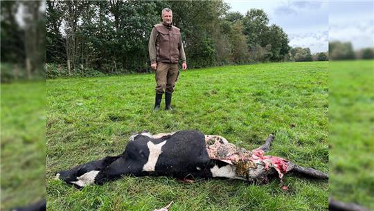 Landwirt Jan Heins wird die Weidehaltung von Rindern wohl aufgeben. Der oder die Wölfe haben das Rind zum Teil aufgefressen. Foto: Wisser