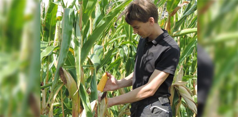 Landwirt Jan Löhden überprüft den Reifegrad und Zustand des Maises auf seinen Feldern. Im September soll die Ernte beginnen.  Foto Löhden