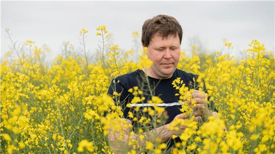 Landwirt Markus Mushardt prüft die Blüten seines Rapsfeldes in Ottendorf.