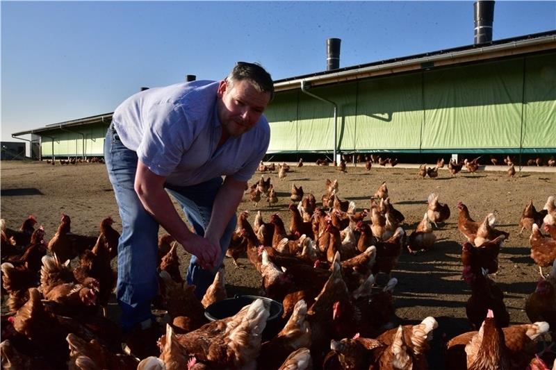 Landwirt Oliver Holtermann bei der Fütterung der 12.000 Hennen im Außengelände. Foto: Beneke