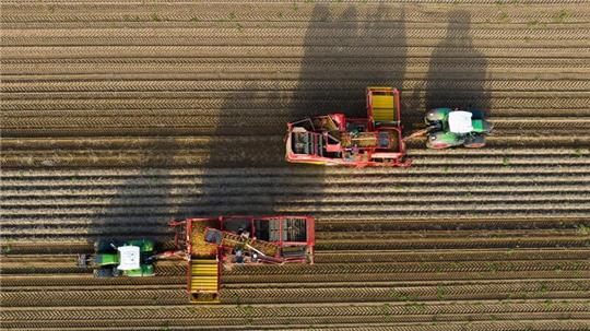 Landwirte ernten mit Rodern Kartoffeln auf einem Feld.
