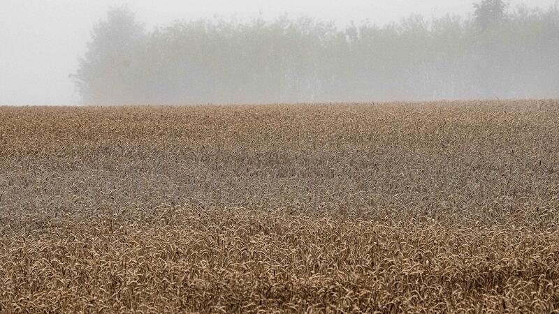 Zu viel Regen: Getreideernte in Niedersachsen in Gefahr Landwirte in Niedersachsen warnen: Der viele Regen bedroht die Getreideernte. (Archivbild)