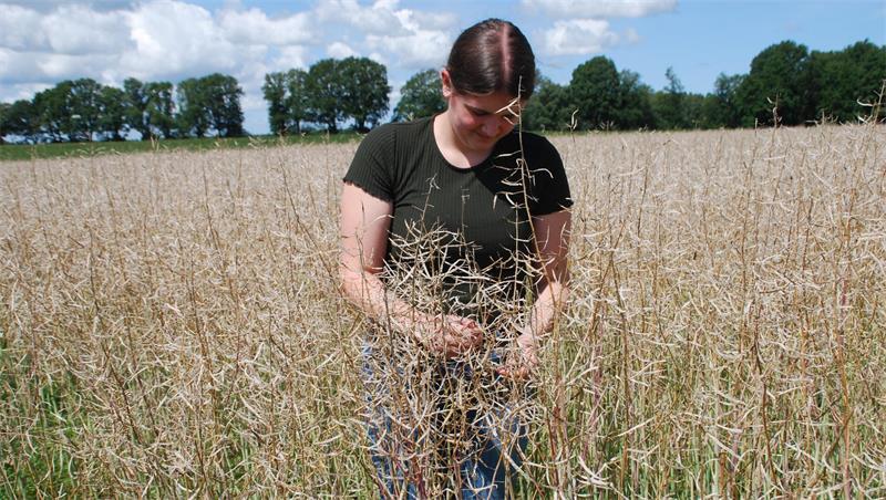 Landwirtin Lea Eckhoff untersucht die Rapsschoten.