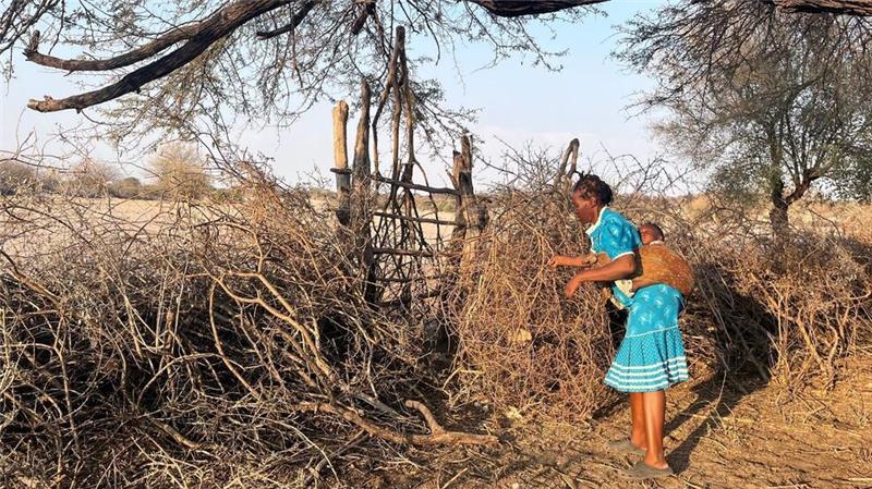 Fluch oder Segen: Hat Botsuana zu viele Elefanten? Landwirtin Rebecca Gatshele versucht, ihr Feld mit einem Zaun aus Baumstämmen und Ästen zu schützen, um Elefanten davon abzuhalten, ihre Ernte zu fressen.