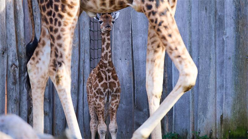 „Sehr agil und aufgeweckt“ - Schwerin begrüßt Giraffenbaby Lange Beine, wacher Blick - die kleine Giraffe bleibt immer bei ihrer Mutter.