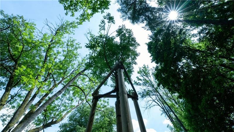 Historische Parkanlagen im Klimastress Lange Trockenperioden machen immer mehr Bäumen in historischen Parks zu schaffen.