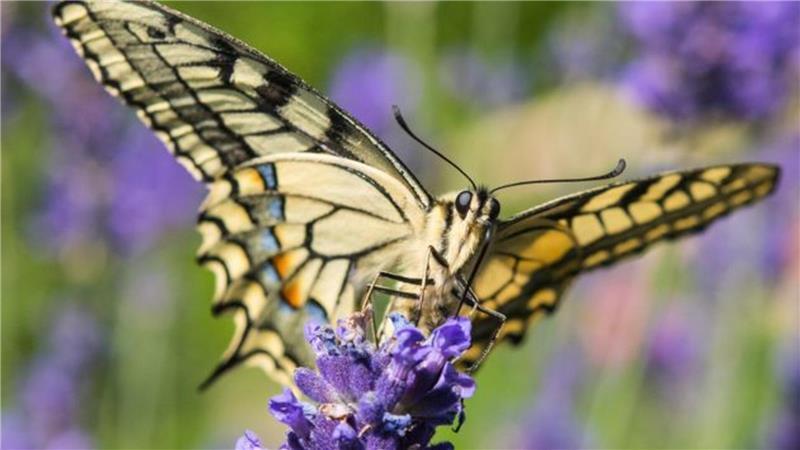Tierisch gute Nachrichten und Tränen auf dem Weihnachtsmarkt Lange aus hiesigen Gärten verschwunden, jetzt zurück: der Schwalbenschwanz.