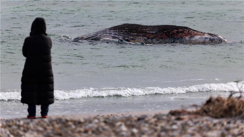 Lange hatte der tote Wal im flachen Wasser vor der Insel gelegen. (Archivbild)