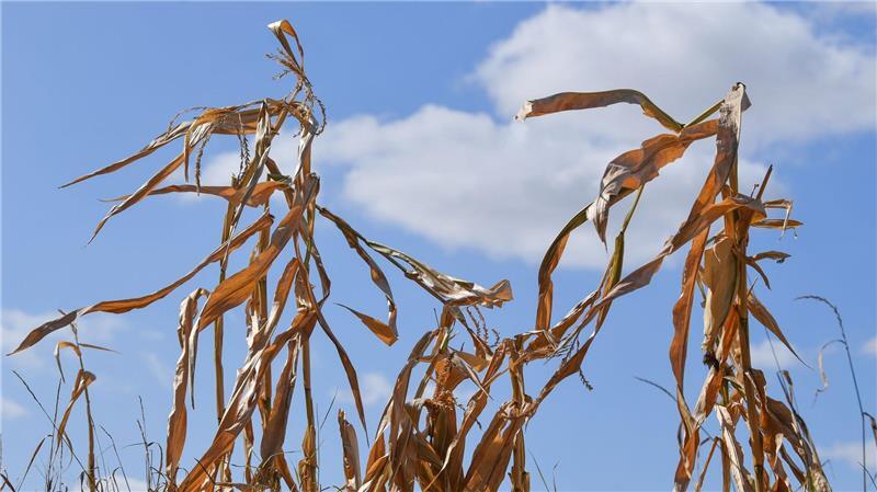 Wetter extrem: Wie gut sind Langzeitprognosen wirklich? Langfristige Sommerprognosen von Wetterdiensten zeigen Tendenzen, liefern aber keine konkreten Vorhersagen für einzelne Tage oder Wochen.