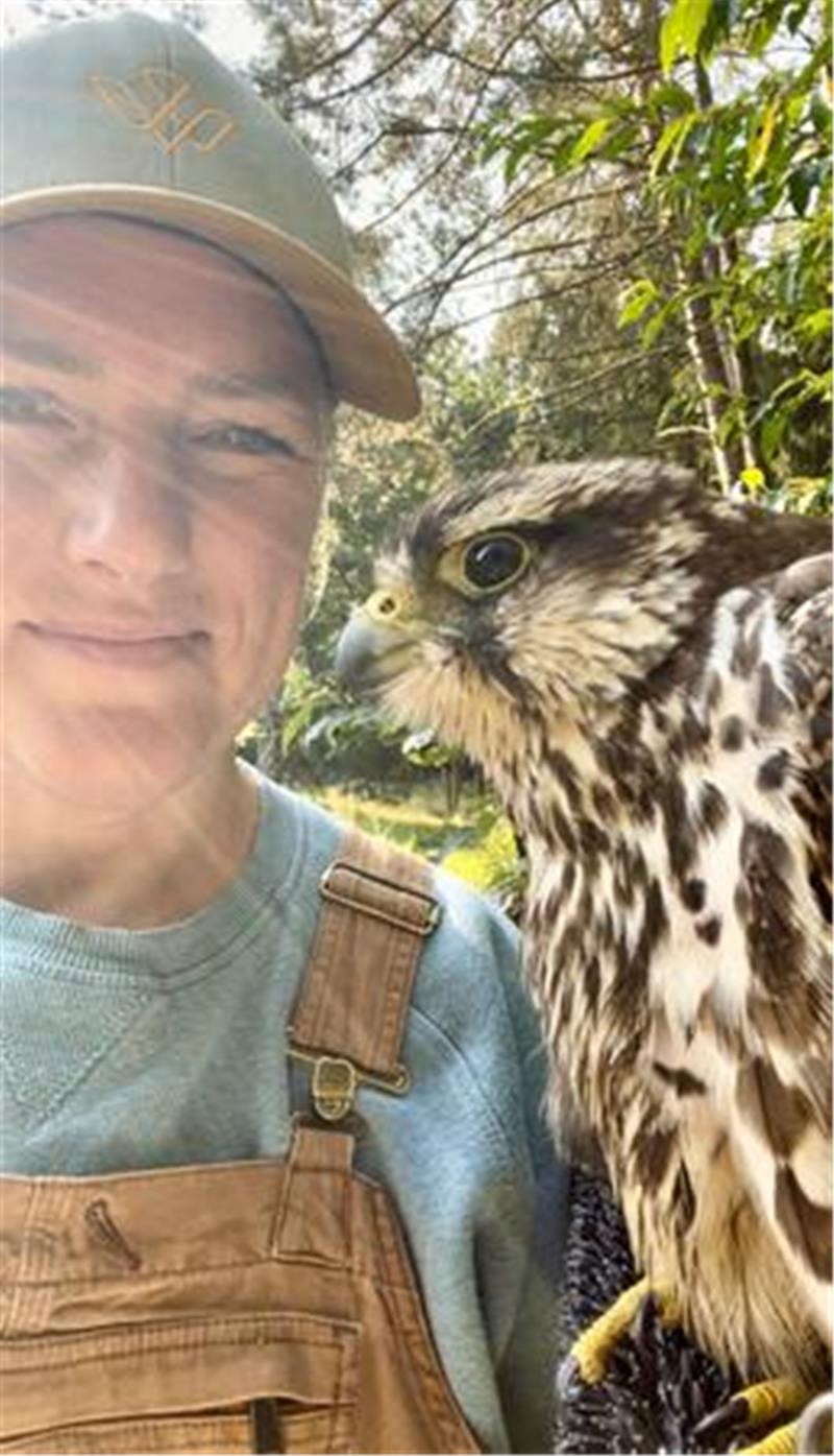 Lannerfalke Hope war von einem Ausflug in Hamburg nicht zurückgekehrt. Fünf Tage lang suchte Falknerin Rieke Wiecker nach dem Greifvogel - auch im Kreis Stade.