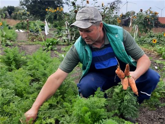 Lars Prigge kann dank des eigenen Komposts prächtige Möhren ernten. Dabei handelt es sich bei der Erde in Wohlerst nicht um den klassischen Gemüseacker. Fotos: Fehlbus