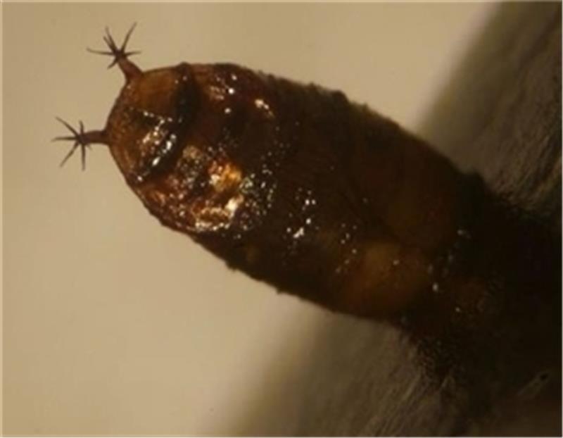 Larve guckt aus der Frucht .