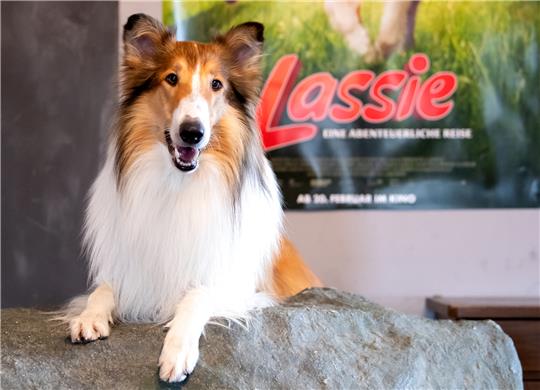 Lassie ist vielleicht der berühmteste Filmhund. Im Kinofilm „Lassie – eineabenteuerliche Reise“ wird Lassie von Bandit „gespielt“. Foto: Sven Hoppe/dpa