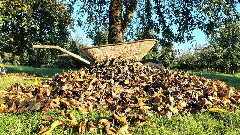 Laub im Landkreis Stade: Die Kehrseite des Herbstes Laub aus dem Garten kann kostenfrei über den Landkreis Stade entsorgt werden und wird dann zu Kompost verarbeitet.