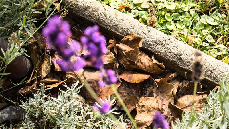 Warum Gartenbesitzer jetzt mulchen sollten Laub eignet sich hervorragend als organisches Mulchmaterial.
