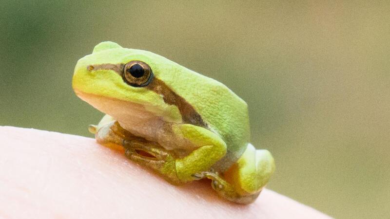 Mitstreiter gesucht: Wie viele seltene Amphibien gibt es noch in Apensen und Harsefeld? Laubfrösche sind selten. In der Region um Ruschwedel, Apensen und Bliedersdorf gibt es sie noch.