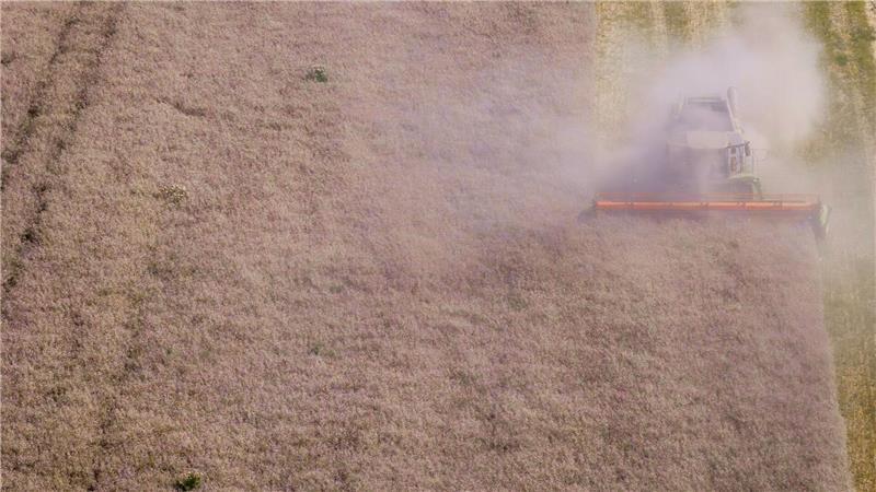 Erntemenge erholt sich - Qualität leidet unter dem Wetter Laut Bauernverband hat die Getreidequalität zum Teil unter intensiven Niederschlägen gelitten. (Archivbild)