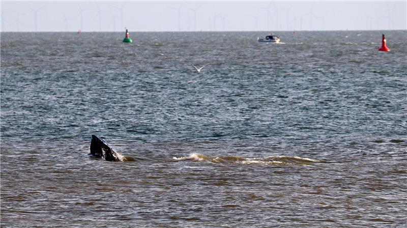 Laut Meeresschutzorganisation Sea Shepherd ist vor Travemünde ein Wal aufgetaucht. Demnach handelt es sich um einen alten Bekannten. (Symbolbild)