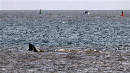 Laut Meeresschutzorganisation Sea Shepherd ist vor Travemünde ein Wal aufgetaucht. Demnach handelt es sich um einen alten Bekannten. (Symbolbild)