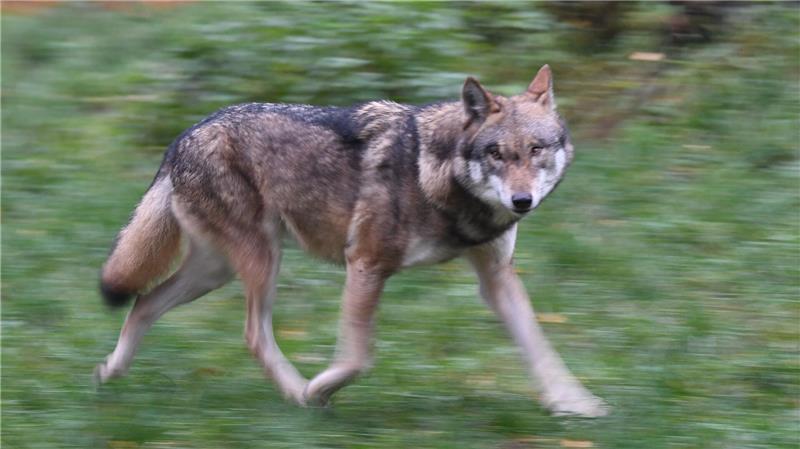 Laut Polizei hat der Wolf eine Frau gebissen und verletzt. (Symbolbild)