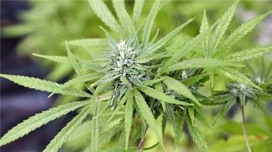 Laut dem Gesetzentwurf sollen Eigenanbau und Besitz bestimmter Mengen von Cannabis für Volljährige in Zukunft erlaubt sein.