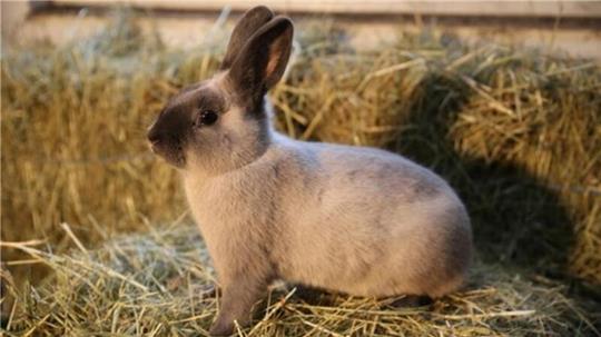 Laut der Gesellschaft zur Erhaltung alter und gefährdeter Haustierrassen ist das Marder-Kaninchen extrem gefährdet.Foto: Fischer