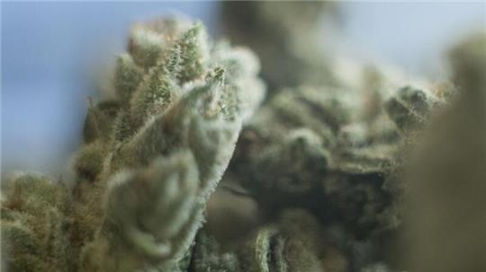 Laut der Krankenkasse KKH gibt es in den letzten zehn Jahren eine Verdreifachung von Behandlungen wegen Cannabis.