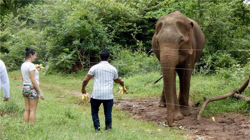 Experten warnen Touristen: Keine wilden Elefanten füttern Laut einer Studie kann die Versorgung von wilden Elefanten mit Nahrung „Bettelverhalten“ auslösen. (Archivbild)