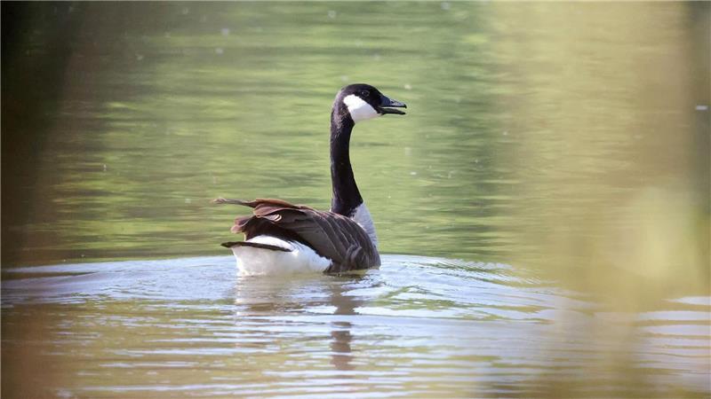 Lauter Protest - aber nachdem die Menschen weg sind, kehren die Gänse zum Gelege zurück.