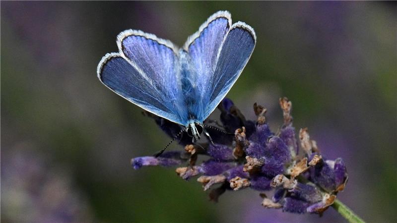 Lavendelernte in Thüringen - eine Hauhechel-Bläuling ist dabei